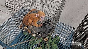 গাজীপুরে পোড়ামুখ হনুমান-টিয়াসহ গ্রেপ্তার ৫