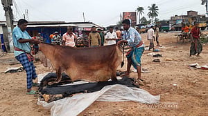 যশোরের রাজারহাটে চামড়া নিয়ে গিয়ে ‘হতাশা’