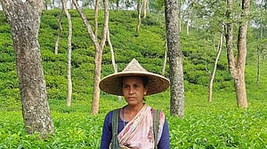 ঘণ্টায় ৪৮ কেজি চা পাতা তোলার স্বীকৃতি জেসমিনের
