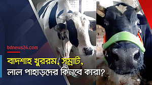 হাটে বড় পশুর ক্রেতার অভাব?