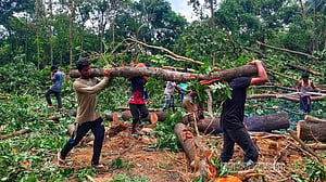 জাহাঙ্গীরনগরে গাছ কেটে ২ ভবন নির্মাণ শুরু, শিক্ষার্থীদের বিক্ষোভ