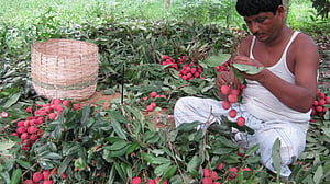 ‘হামরা বাড়্যাল, আম-লিচির বেবোসা করি’