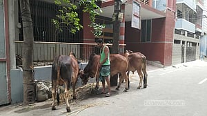 কোরবানির পশু কোথায় রাখি?