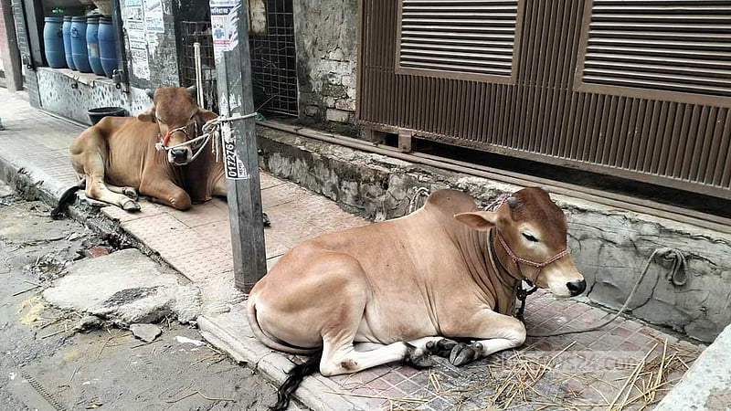 কোরবানির পশু রাখার স্থান প্রস্তুত করার পন্থা