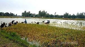 বন্যা: কুড়িগ্রামে ১৩২০ হেক্টর জমির ফসল পানির নিচে