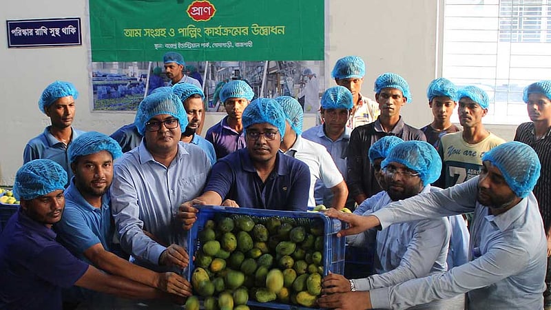 আম সংগ্রহে নেমেছে প্রাণ, লক্ষ্যমাত্রা ৫০ হাজার মেট্রিক টন