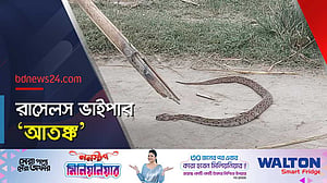 মানিকগঞ্জে চরাঞ্চলে রাসেলস ভাইপার: সুরক্ষার উপায় কী?