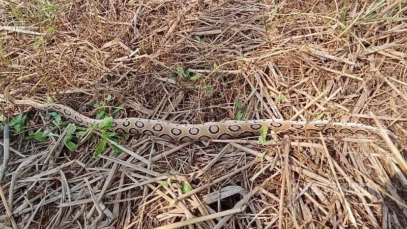 মানিকগঞ্জে চরাঞ্চলে রাসেলস ভাইপার আতঙ্ক, ফসল কাটতে পারছে না কৃষক