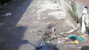 ২৪ ঘণ্টার ঘোষণা, ১২০ ঘণ্টা পরেও মেরাদিয়ায় কোরবানির বর্জ্য
