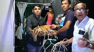 নেত্রকোণায় লোকালয়ে আসা হরিণ ফিরল বনে