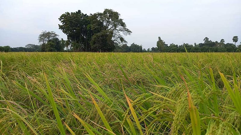 কত ধানে কত চাল