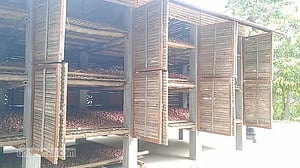 পেঁয়াজ সংরক্ষণে ‘মডেল ঘর’ কতটা কাজে দেবে