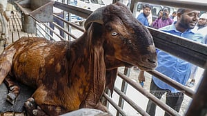 সাদিক অ্যাগ্রোতে অভিযান: ‘১৫ লাখের’ ছাগলের ঘর বদল