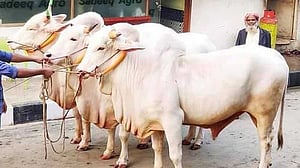 ‘খাল দখল’: সাদিক অ্যাগ্রোতে অভিযানে যাচ্ছে ডিএনসিসি