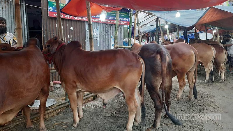 শনির আখড়া হাট: দাম কিছুটা কমলেও ‘গতবারের চেয়ে বেশি’