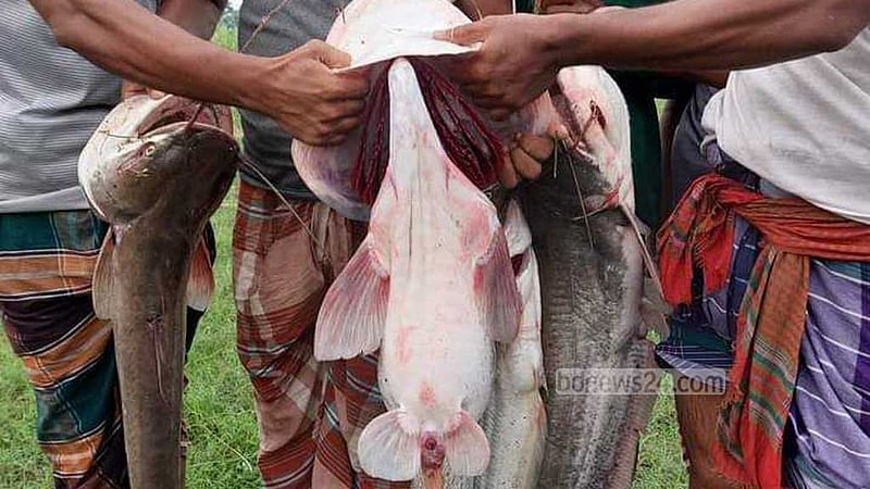 যমুনা ও চলনবিলে ধরা পড়ছে ছোট-বড় বোয়াল