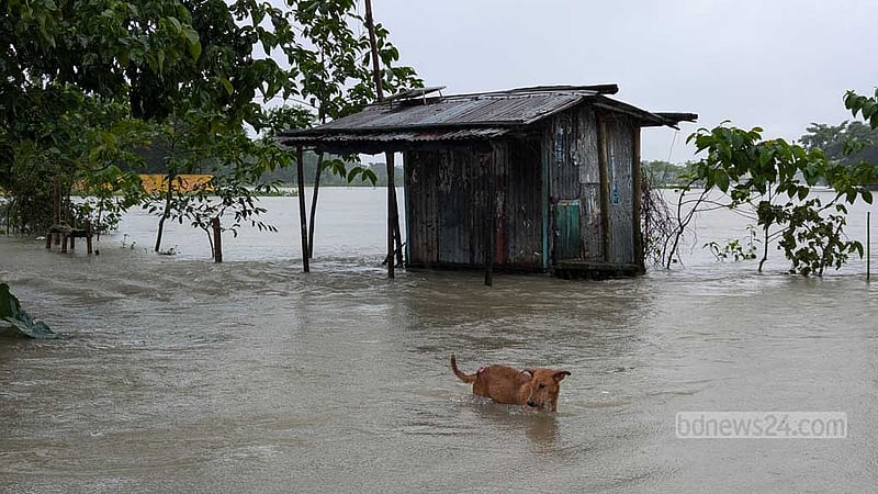 সুনামগঞ্জে ডুবে আছে ঘরবাড়ি, ভোগান্তি চরমে
