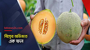 ইউবারি মেলন: বিশ্বের সবচেয়ে দামি ফল