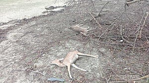 ঘূর্ণিঝড় রেমাল: সুন্দরবনে আরও ৪৪ বন্যপ্রাণীর মৃতদেহ উদ্ধার