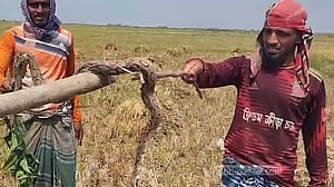 চন্দ্রবোড়া সাপ ও মিডিয়ার প্রচারণা