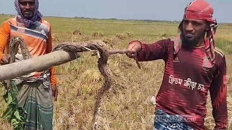 চন্দ্রবোড়া সাপ ও মিডিয়ার প্রচারণা