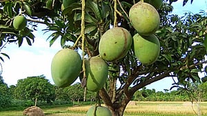 চাঁপাইনবাবগঞ্জে আম পাকছে, প্রস্তুত চাষিরা