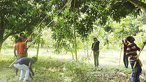 চুয়াডাঙ্গায় আম সংগ্রহ শুরু, উৎপাদন লক্ষ্যমাত্রা ৩০ হাজার ৮১০ মেট্রিকটন