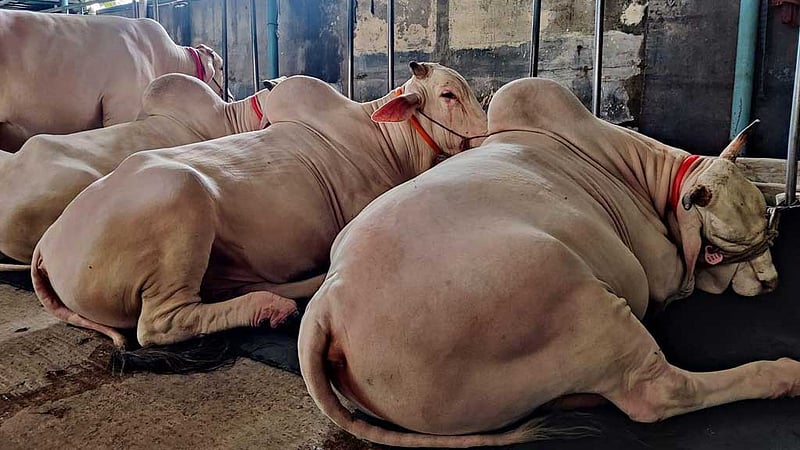 গরমে গরু নিয়ে খামারিদের চোখে শঙ্কার মেঘ