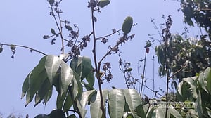 বৈরী আবহাওয়ার কবলে লিচু