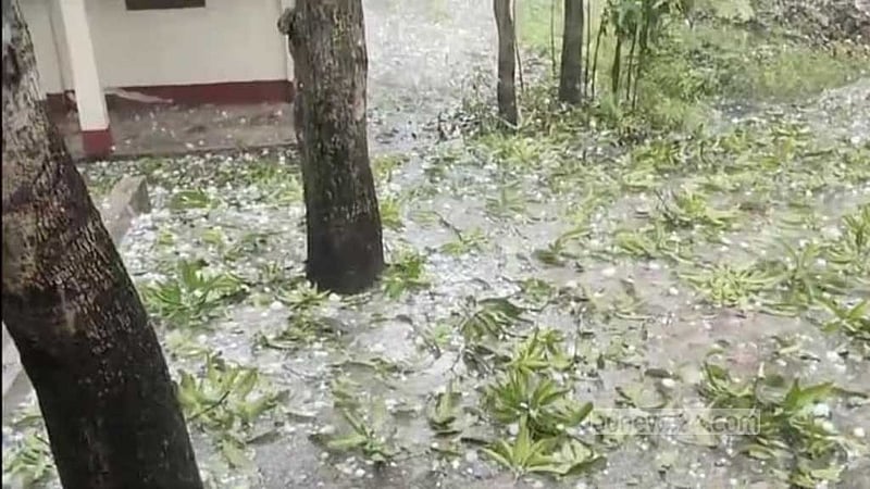 হবিগঞ্জে শিলাবৃষ্টিতে ধানের ক্ষতি