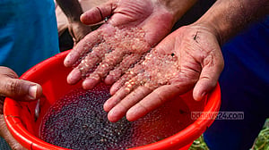 হালদায় ডিম সংগ্রহ শুরু
