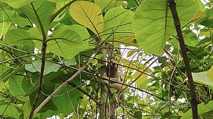 খাগড়াছড়িতে বিপন্ন লজ্জাবতী বানর পাহাড়ে অবমুক্ত