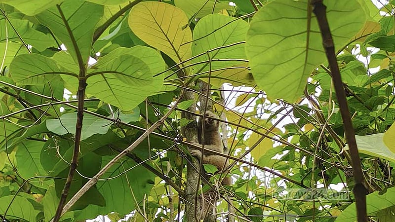 খাগড়াছড়িতে বিপন্ন লজ্জাবতী বানর পাহাড়ে অবমুক্ত