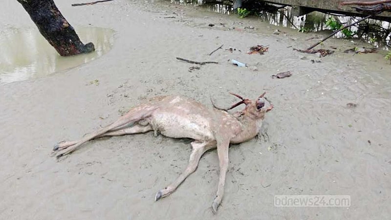 ঘূর্ণিঝড় রেমাল: সুন্দরবনে মৃত প্রাণীর সংখ্যা বেড়ে ১১৫