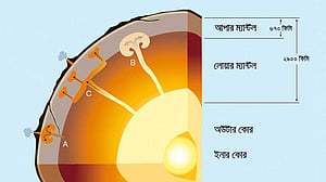 ম্যান্টল কী? ভূপৃষ্ঠের নানা পরিবর্তনে এর ভূমিকাই বা কী?