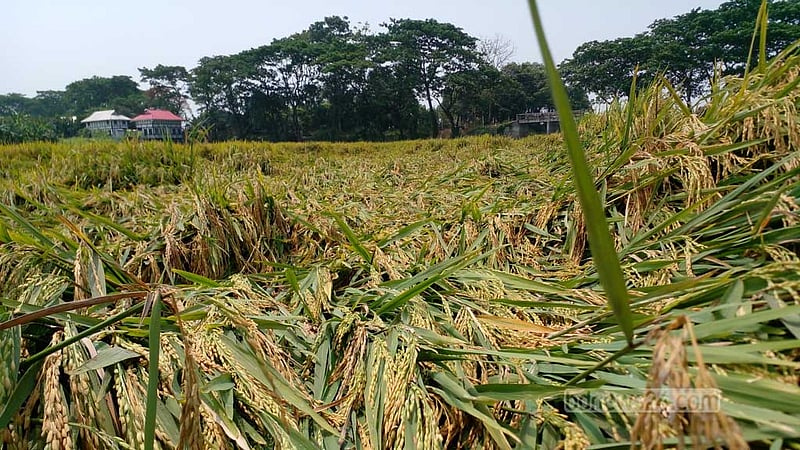 মুন্সীগঞ্জে কালবৈশাখীতে বিপাকে ধান চাষিরা