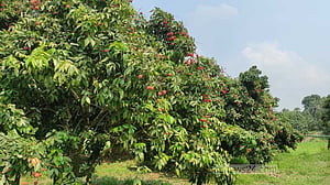 ফলন ‘কম’, সোনারগাঁয়ের লিচু চাষিদের মলিন মুখ