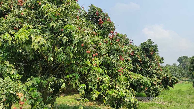 ফলন ‘কম’, সোনারগাঁয়ের লিচু চাষিদের মলিন মুখ