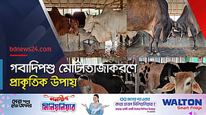 ঈদ সামনে রেখে ব্যস্ত নাটোরের গবাদিপশু খামারিরা