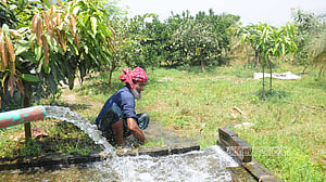 প্রচণ্ড গরমে ঝরছে আম, দুশ্চিন্তায় চাষি