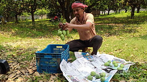 রাজশাহীতে গুটি জাতের আম পাড়া শুরু