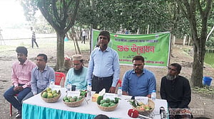 সাতক্ষীরায় আম সংগ্রহ শুরু