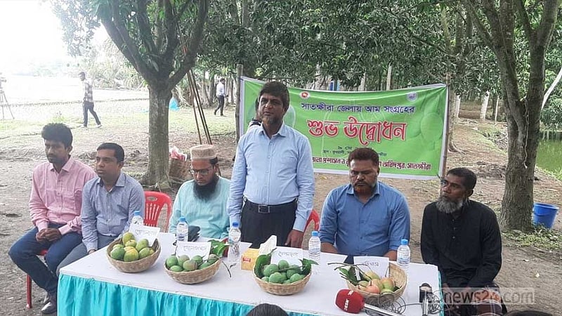 সাতক্ষীরায় আম সংগ্রহ শুরু