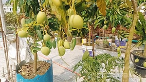 থোকা থোকা আমের হাসি আলীর ছাদবাগানে