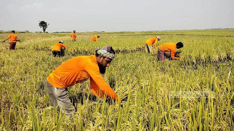২০ দিন ধান কেটে ছয় মাসের ‘খোরাকি’