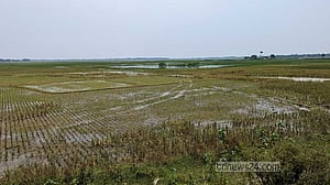 বাঁধ কেটে সুনামগঞ্জের হাওরে পানি ঢুকানো হচ্ছে