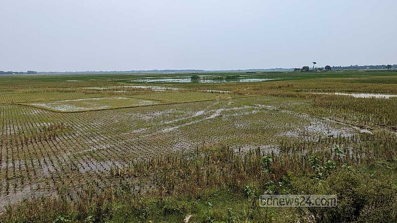 বাঁধ কেটে সুনামগঞ্জের হাওরে পানি ঢুকানো হচ্ছে