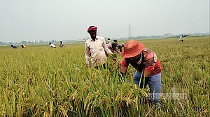 সুনামগঞ্জে হাওরের ৯৯ ভাগ ধান কাটা শেষ