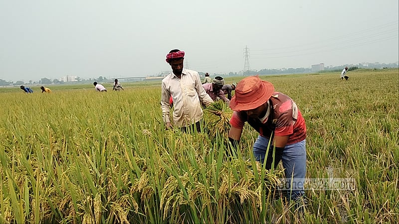 সুনামগঞ্জে হাওরের ৯৯ ভাগ ধান কাটা শেষ