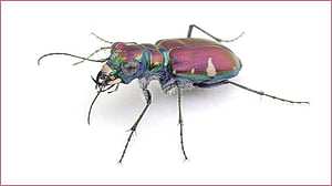 বাদুড়কে যেভাবে বোকা বানায় টাইগার বিটল
